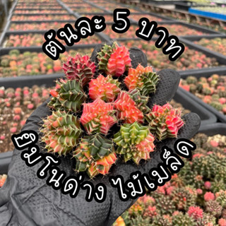 ยิมโนด่าง ไม้เมล็ด ต้นละ 5 บาท ราคาเบาๆ