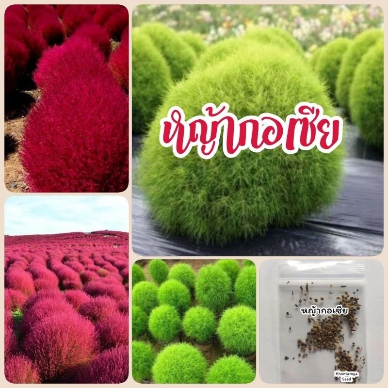 หญ้ากอเซีย 100 เมล็ด สีเขียว สีแดง เมล็ดหญ้ากอเซีย