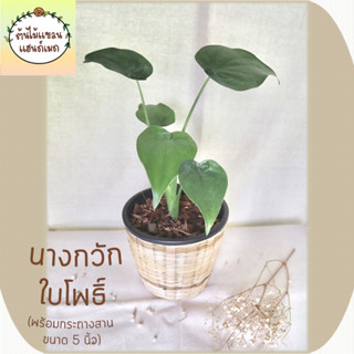 🎋นางกวัก/นางกวักใบโพธิ์ (Alocasia cucullata (Lour.) G.Don) ต้นไม้มงคล พร้อมกระถางสานไม้ไผ่ ขนาด 5 นิ้ว