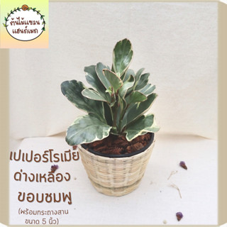 ☘️เปเปอร์โรเมียด่างเหลือง ขอบชมพู (Peperomia Ginny) ฟอกอากาศ ดูดสารพิษ พร้อมกระถางสานไม้ไผ่ ขนาด 5 นิ้ว