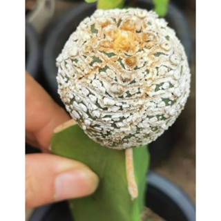 แอ​สโตร​ไฟตั้ม  super กราฟเมล็ด​  #แคสตัส castus​ astrophytum แอสโตร แอสโตร​ไ​ฟตั้​ม แอสโตรไฟตัม กระบองเพชร แอสโตรวี