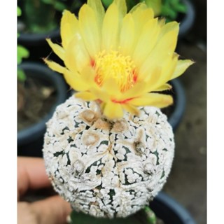 แอ​สโตร​ไฟตั้ม  super กราฟเมล็ด​  #แคสตัส castus​ astrophytum แอสโตร แอสโตร​ไ​ฟตั้​ม แอสโตรไฟตัม กระบองเพชร แอสโตรวี