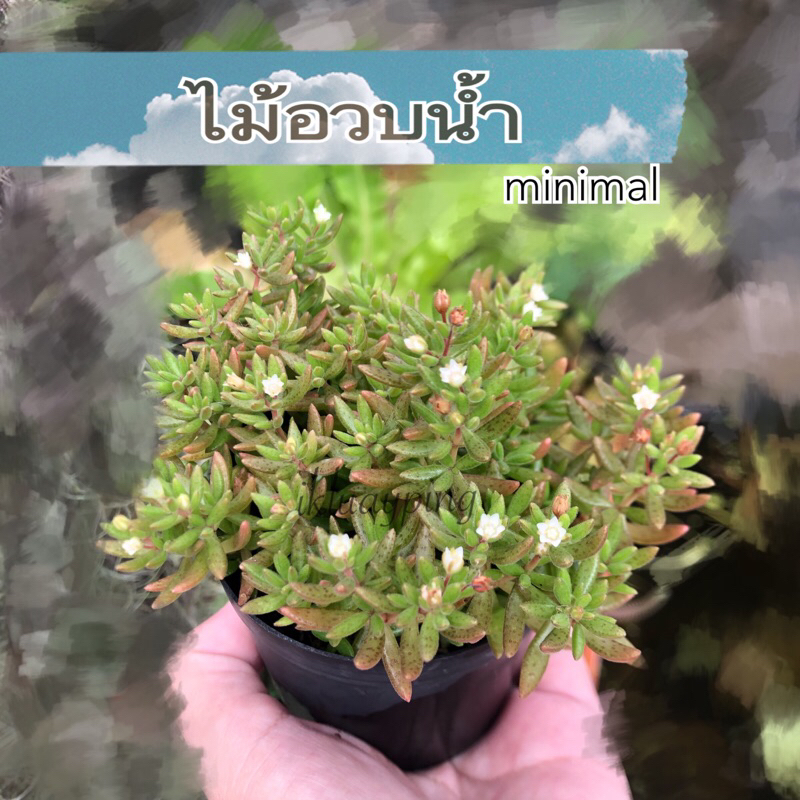 กุหลาบหิน ไม้อวบน้ำ มินิมอล น่ารัก (Succulent) ราคาถูก