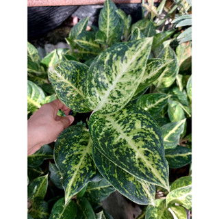 หลักทรัพย์สีเขียว หลักทรัพย์เขียว อโกลนีมา ด่างแบบโดดเด่น aglaonema ต้นไม้มงคลฟอกอากาศ สามารถวางในหัองนอนห้องน้ำ ส่งพร้อ