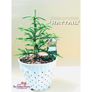 สน Abies procera Rattailต้นพันธุ์นำเข้าทั้งกระถาง รากแน่นแข็งแรง การันตีสายพันธุ์แท้ด้วย ป้ายชื่อ และเลขพาสปอร์ตทุกต้น