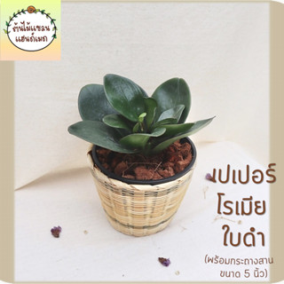 ☘️เปเปอร์โรเมียใบดำ (Peperomia Red Edge) ฟอกอากาศ ดูดสารพิษ พร้อมกระถางสานไม้ไผ่ ขนาด 5 นิ้ว