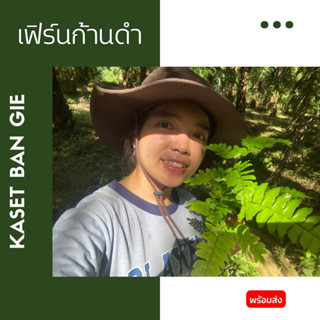 เฟิร์นก้านดำ Kaset Ban Gie