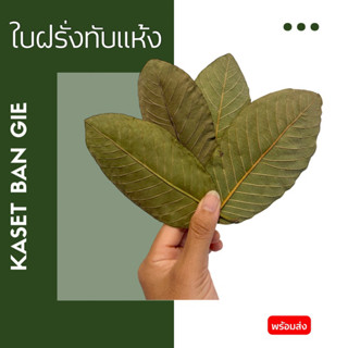 ใบฝรั่งทับแห้ง Kaset Ban Gie