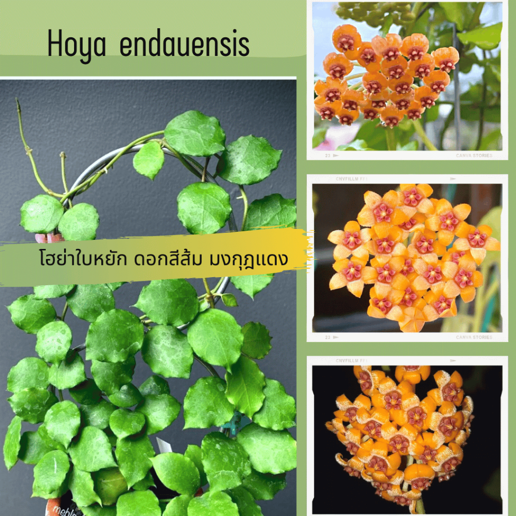 Hoya endauensis โฮย่าห้อยๆ ใบหยัก ดอกสีส้ม มงกุฏสีแดง สไตล์มินิมอล ต้นไม้แขวนประดับ