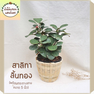 🎋สาลิกาลิ้นทอง (Ficus deltoidea Jack) พร้อมกระถางสานไม้ไผ่ ขนาด 5 นิ้ว (ต้นไม้มงคล)