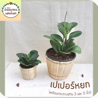 ☘️เปเปอร์หยก (Baby rubber plant) ต้นไม้มงคล ฟอกอากาศ พร้อมกระถางสานไม้ไผ่ ขนาด 3 และ 5 นิ้ว