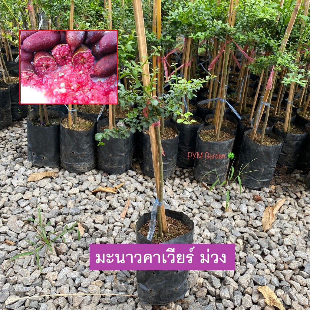 มะนาวคาเวียร์ คาเวียร์ สีม่วง (Finger Lime) PurpleBliss เสียบยอดเเท้ (รับประกันสินค้าส่งใหม่ฟรี หากส