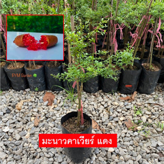 มะนาวคาเวียร์ คาเวียร์ สีแดง (Finger Lime) Little Ruby เสียบยอดเเท้ (รับประกันสินค้าส่งใหม่ฟรี หากสินค้าเสียหาย!)