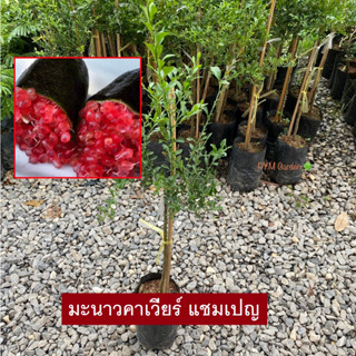 มะนาวคาเวียร์ คาเวียร์ สีแชมเปญ (Finger Lime) Red Champagne เสียบยอดเเท้ (รับประกันสินค้าส่งใหม่ฟรี หากสินค้าเสียหาย!)