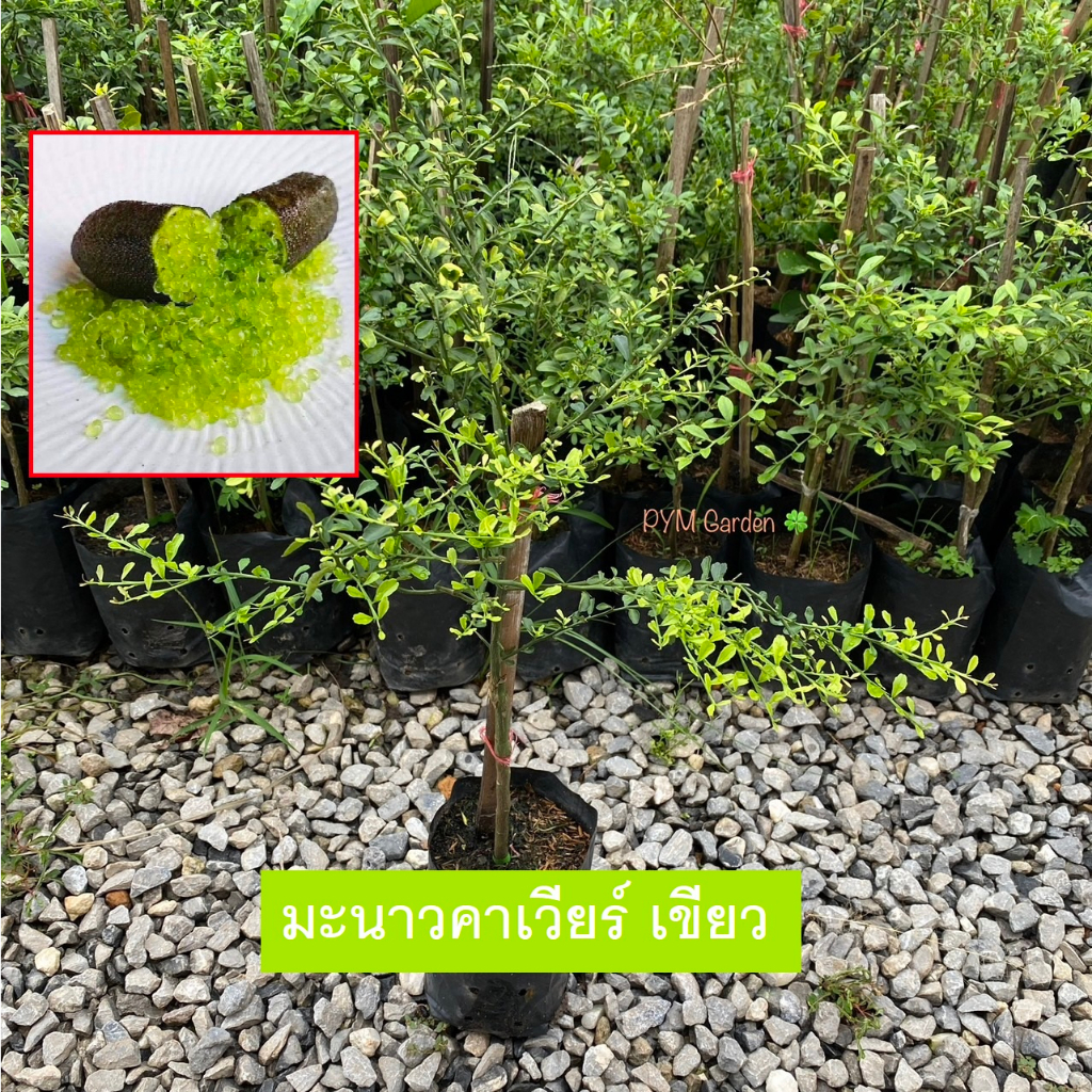 Caviar Lime (Finger Lime) အစိမ်းရောင် Rainforest Green — စိုက်သွင်း/ဆက်တင် “အပင်ဆင်” အစစ်၊ ပျက်စီးပါက အခမဲ့ ပြန်ပို့ပေးမည်
