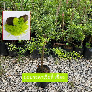 มะนาวคาเวียร์ คาเวียร์ สีเขียว (Finger Lime) Rainforest Green เสียบยอดเเท้ (รับประกันสินค้าส่งใหม่ฟรี หากสินค้าเสียหาย!)