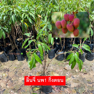 ต้นลิ้นจี่ ลิ้นจี่ พันธุ์ นพ.1 กิ่งตอน (Lychee) พันธุ์เเท้ รับประกัน สูง50-80 Cm ขายส่ง (ส่งใหม่ฟรีหากสินค้าเสียหาย!)