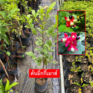 ต้นมิ้กกี้เมาส์ (Mickey Mouse Plant) กิ่งตอน เป็นไม้พุ่มยืนต้น ดอกสวยงาม  (รับประกันสินค้า ส่งใหม่ฟรีหากสินค้าเสียหาย!!)