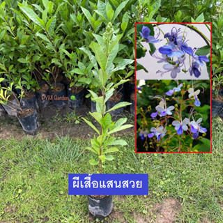 ต้นผีเสื้อแสนสวย ผีเสื้อแสนสวย (Blue butterfly) กิ่งตอน ไม้ดอก ออกดอกเป็นช่อ ดอกสวยมาก (รับประกันสินค้า)