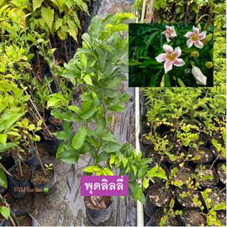 ต้นพุดโกเมน พุดลิลลี่ (Rothmannia longiflora Salisb) กิ่งตอน ไม้พุ่ม ให้ดอกสวย มีกลิ่นหอม  (รับประกันสินค้า ส่งใหม่ฟรีหา