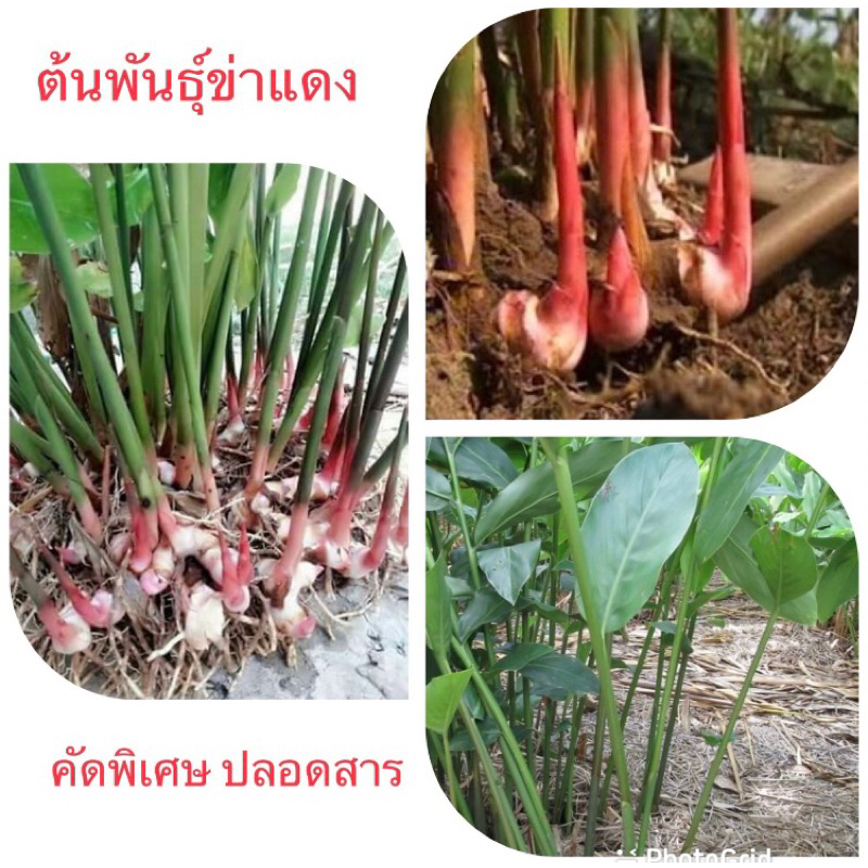 พันธุ์ข่าแดง คัดพิเศษปลอดสาร(ครึ่งกิโล) 59บาท