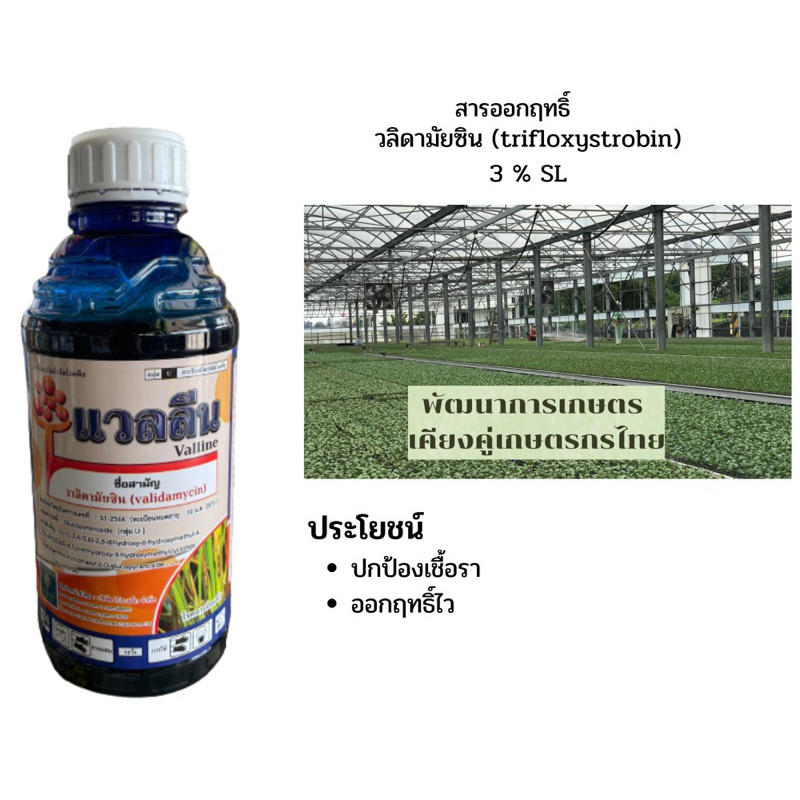 วลิดามัยซิน ขนาด1ลิตร สารปฏิชีวนะ ใช้ป้องกันกำจัดเชื้อราประเภทดูดซึม ป้องกันโรคใบไหม้ในข้าว