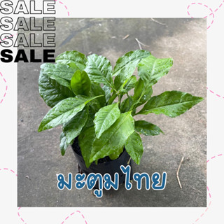 ต้นมะตูมไทย ในถุงดำ 3.5 x 7 นิ้ว
