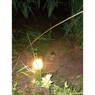 เบ็ดไม้ไผ่ เบ็ดปักคันนาพร้อมใช้ ยาว90cm,1m,120cm รมควันกันมอด