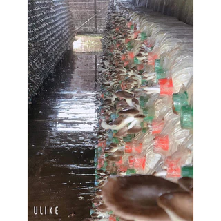 ก้อนเชื้อเห็ดนางฟ้าภูฐาน10ก้อนพร้อมคู่มือการเพาะ รับประกันการออกดอก