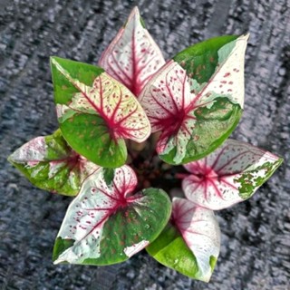 บอนสีเศรษฐีพันล้าน บอนสีตัวเทพป้ายสวยๆ เหมือนต้นแม่ทุกต้นครับ!!!