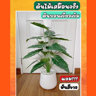 ต้นไม้ปลอม ต้นบอนเขียวเข้ม สูง 70 cm สินค้าใหม่ พร้อมส่ง