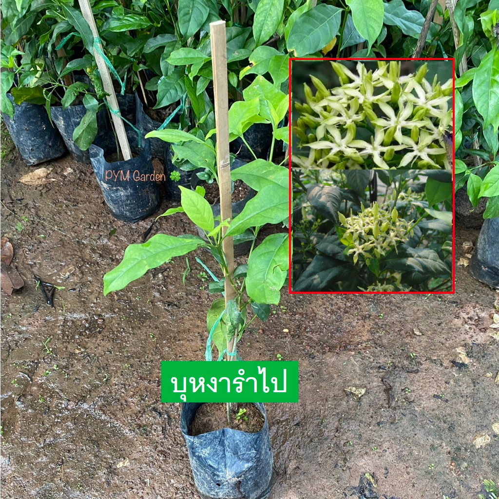 ต้นบุหงารําไป เข็มเขียว กิ่งชำ ไม้ประดับ ดอกมีกลิ่นหอม (รับประกันสินค้า ส่งใหม่ฟรีหากสินค้าเสียหาย!!)