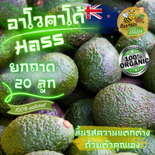 อะโวคาโด นำเข้า ยกถาด20ลูก สายพันธุ์Hass Extraผลโต เบอร์ 28 ที่สุดของอาโวคาโดนิวซีแลนด์ เนื้อหวานมัน หอมครีม สดทุกวัน✨