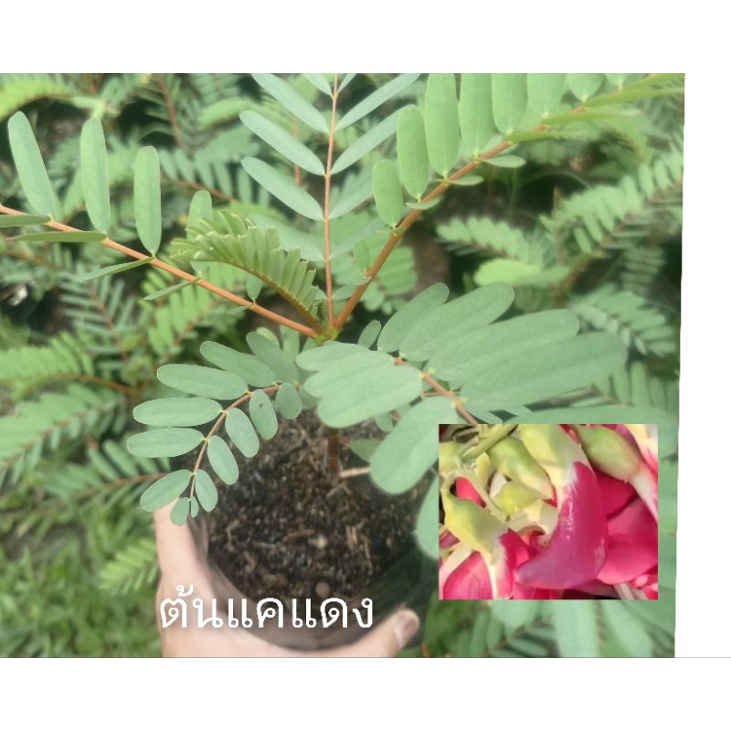 ต้นแคแดง ต้นแคขาวต้นเตี้ย เพาะเมล็ดในถุงชำผักสมุนไพรมีประโยชน