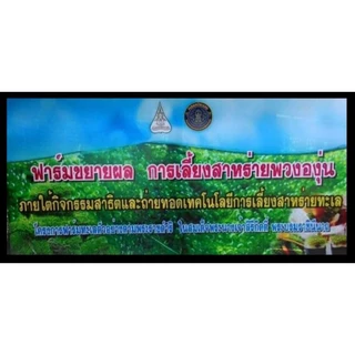🔥1แถม1🔥สาหร่ายพวงองุ่น ขนาด100กรัม เจริญชัยฟาร์ม จ.เพชรบุรี