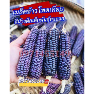 เมล็ดข้าวโพดเทียนสีม่วง ฝักเล็ก