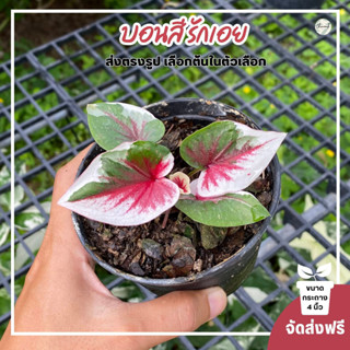 บอนสี รักเอย ต้นด่าง ส่งฟรีเลือกต้นได้ในตัวเลือก