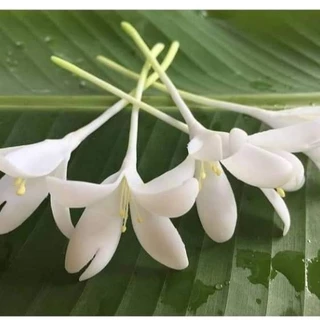 ดอกปีบ​ ดอกกาสะลอง​ ดอกไม้เสียบผม​ เซ็ตละ​ 60 บาท​ (1เซ็ตมี​ 10ดอก)​