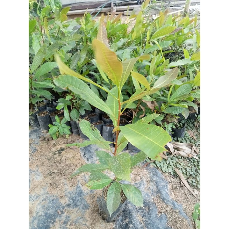 #ต้นมะม่วงหิมพานต์ M23 สูง50-60ซม จัดส่ง 3 ต้น 2 ปีติดผลิต