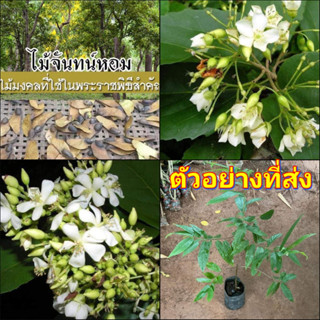 (1ต้น) จันทน์หอม ต้นจันทร์หอม จันทน์ จันทน์ชะมด  จันทน์ขาว จันทน์พม่า Kalamet / ณัฐวดี