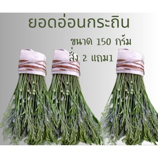 🌱ยอดอ่อนกระถินบ้านกำโตๆเก็บสดจากสวนปลอดสารสั่ง2กำแถม1กำ