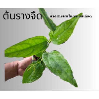 🌱รางจืดสำหรับล้างพิษ ขับสารพิษสำหรับปลูกนำไปขยายพันธุ์ต่อ