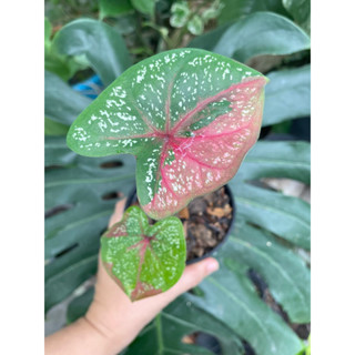 😍💕บอนสีนางไหมป้ายสวยๆบอนเก่าสวยๆน่าสะสม💕🌱กระถางขนาด4นิ้ว💕🌱