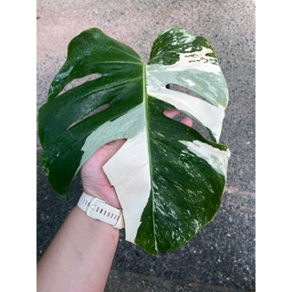 monstera albo มอนอัลโบ้ มอนสเตอร่า อัลโบ้ มอนด่าง ด่างขาว