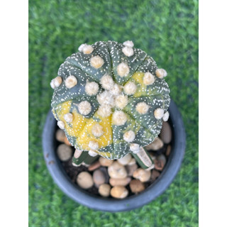 แอสโตรด่างเหลือง ไม้กราฟ Astrophytum  cactus กระบองเพชร