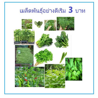 เมล็ดพันธุ์ผักเกรดดีราคาถูก