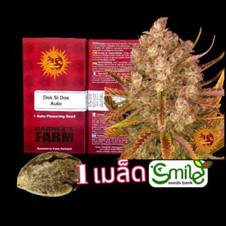 เมล็ดกัญชา Dos Si Dos (Auto) - Barney’s Farm