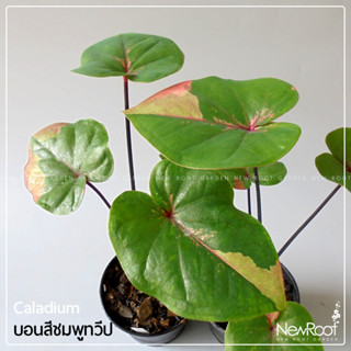 NewRootGarden บอนสี ชมพูทวีป caladium กระถาง 4 นิ้ว ไม้ใบ ไม้ประดับในร่ม