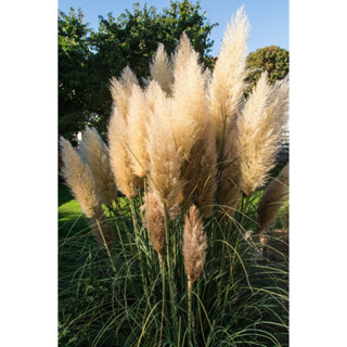 หญ้าแพมพัส เมล็ดพันธุ์ หญ้าประดับ pampas grass