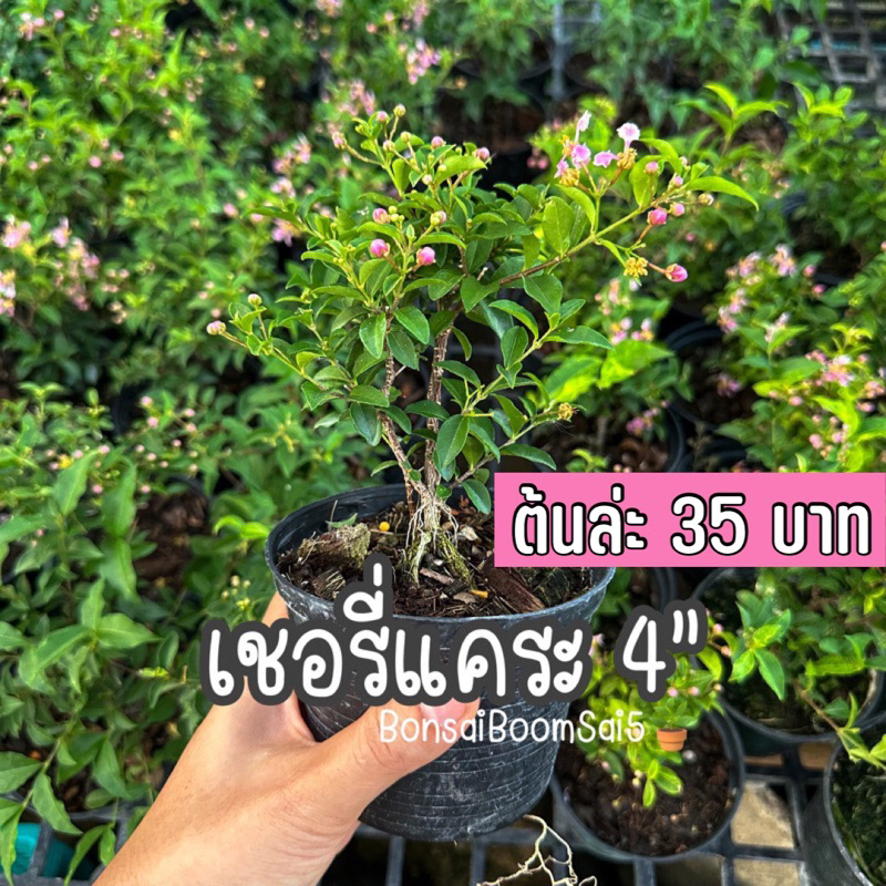 เชอรี่แคระ กระถาง4นิ้ว ออกดอก ชอบน้ำชอบแดด